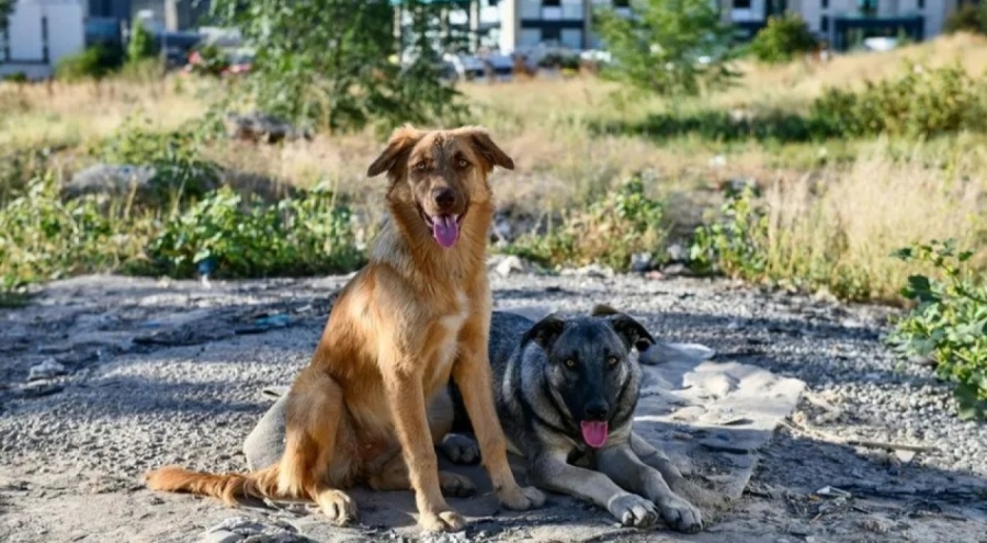 Bakan Yumaklı'dan "yüzde 70 kısırlaştırma" açıklaması