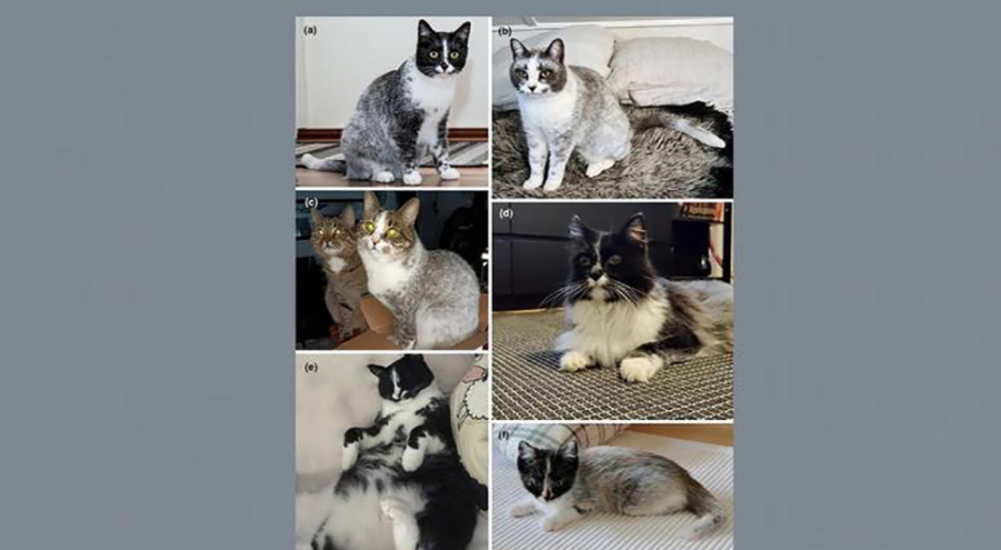 Yeni bir kedi türü keşfedildi