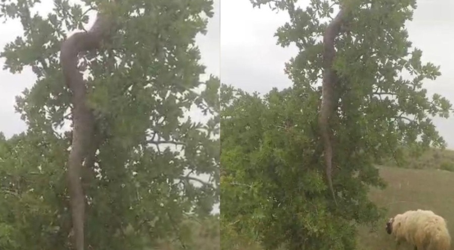 Elazığ'da 3 metrelik dev yılan görüldü