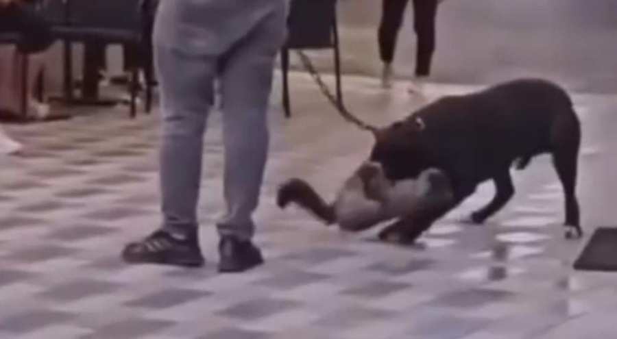 İzmir'de yasaklı ırk dehşet saçtı!