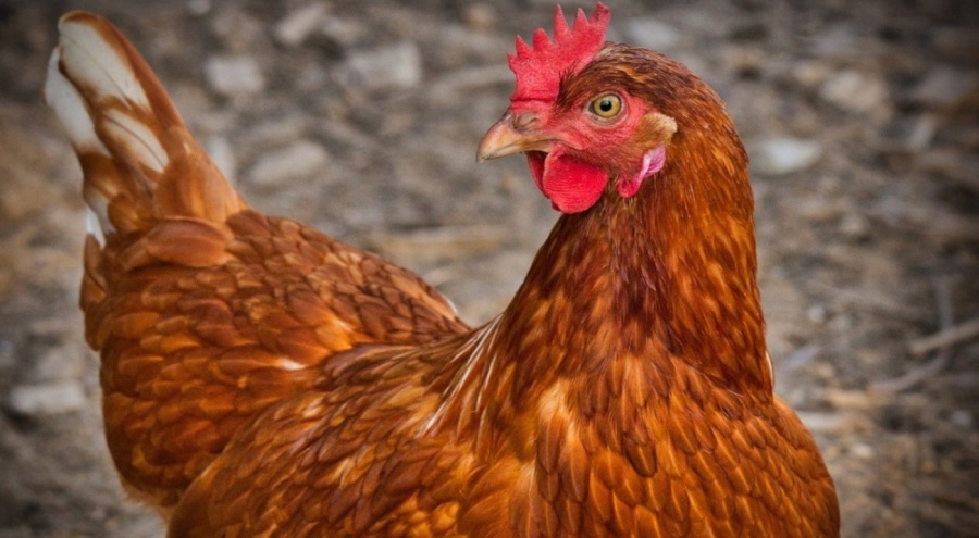 Mersin'de bir sapık tavuğa tecavüz ederken görüntülendi