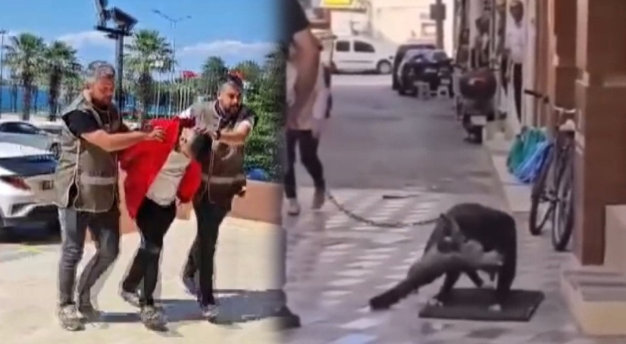 İzmir'de yasaklı ırk köpeğin kediyi boğarak öldürmesi olayıyla ilgili köpek sahibi adliyeye sevk edildi
