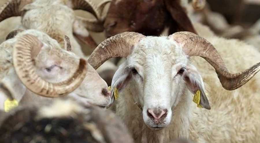 TSK Mehmetçik Vakfı'nın kurban bağış bedelleri açıklandı