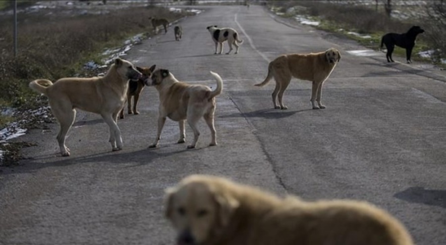 Sokak hayvanları düzenlemesi Meclis'te