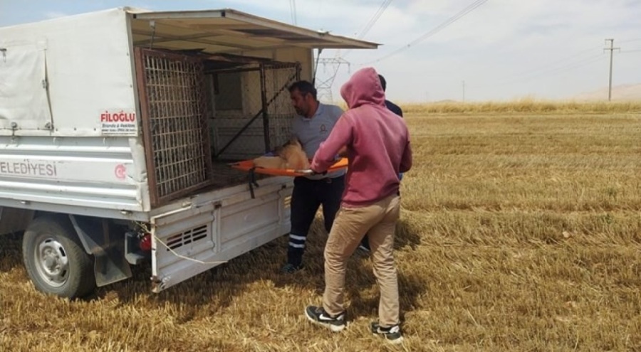 Biçerdöverin altında kalan köpek öldü