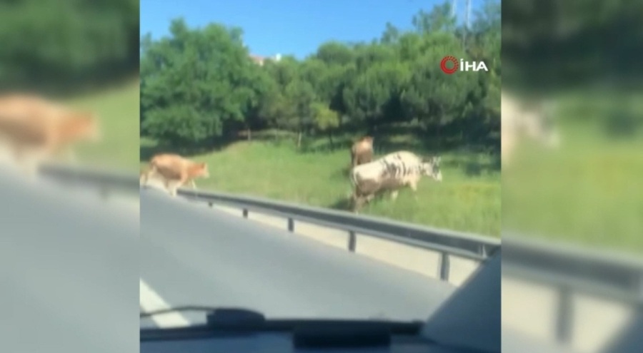 TEM Otoyolu'na çıkan inekler sürücülere zor anlar yaşattı