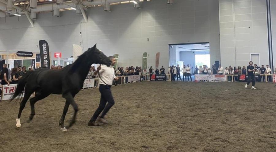 Güzellik yarışmasında at kalp krizi geçirdi!