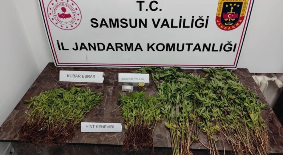 Jandarmadan 'kenevir' operasyonu