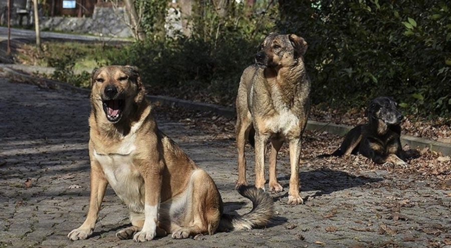 Sokak köpeklerine tedbir almayan belediyeye yaptırım!