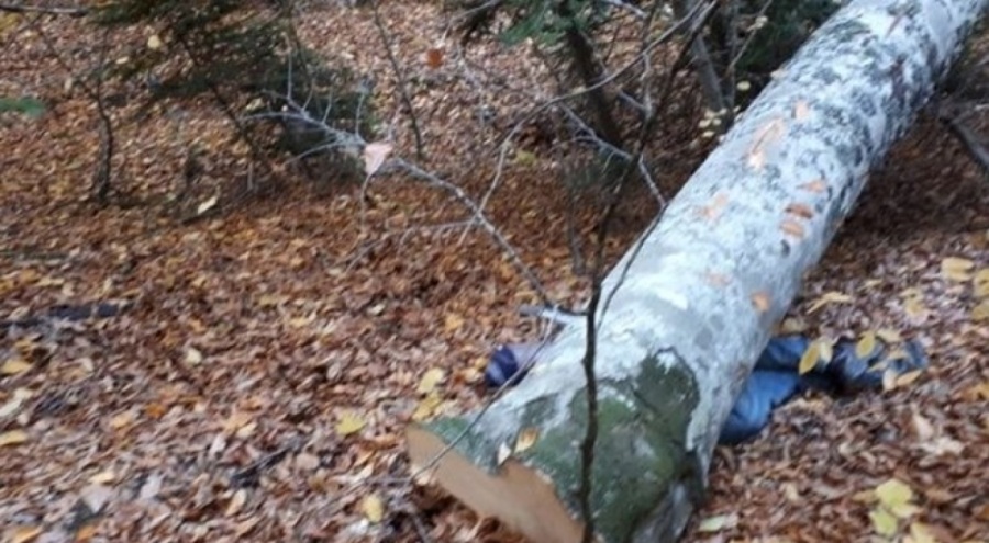 Devrilen ağacın altında kalan şahıs yaşamını yitirdi