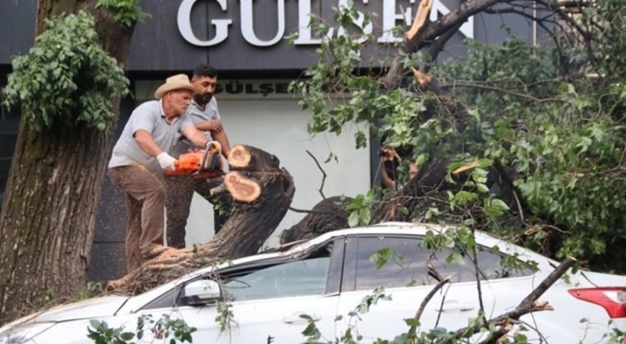 Asırlık ağaç aracın üzerine devrildi