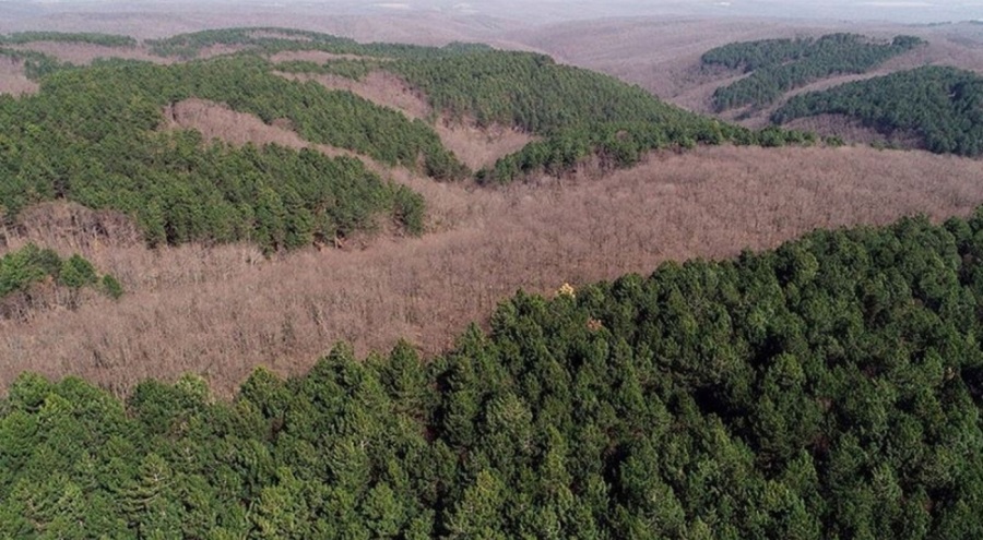 İzmir'de ormanlık alanlara girişler yasaklandı
