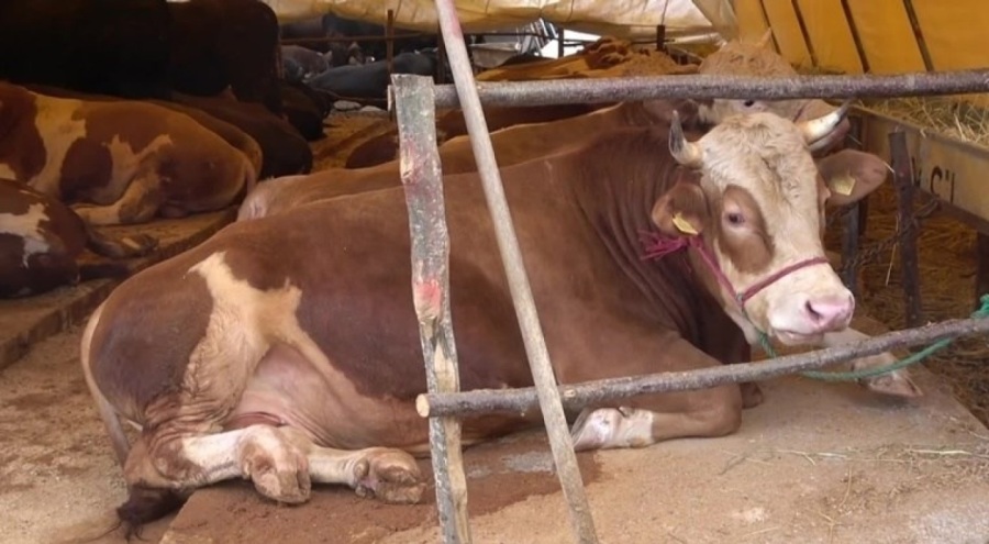 Kurbanlık fiyatlarına gelen zamlar enflasyonu aştı! Bir yılda dörde katlandı