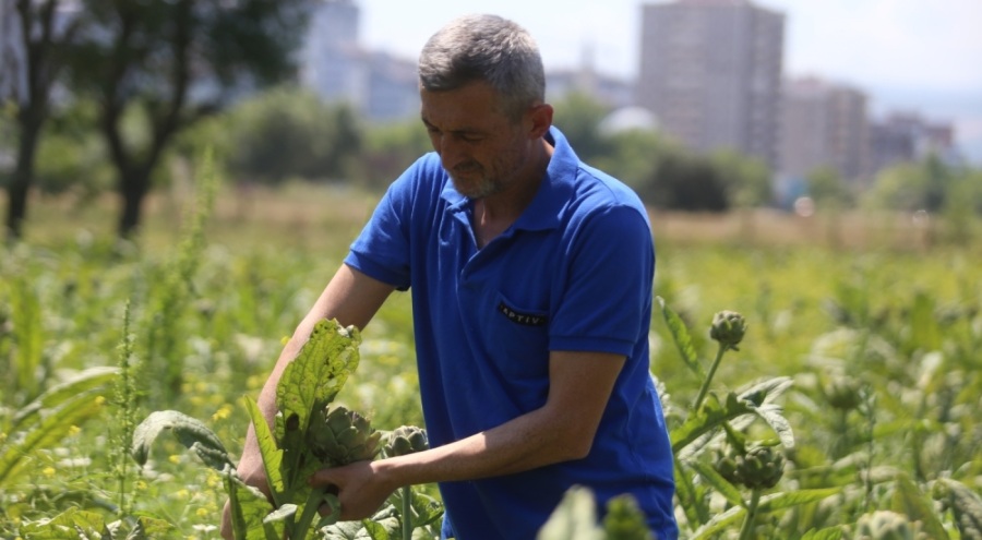 Tanesi 40 lira! Coğrafi tescilli Hasanağa enginarında rekolte yarıya düştü