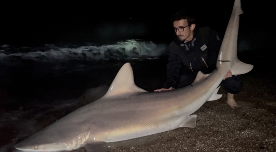 Oltayla 2 metrelik köpekbalığı yakaladı!