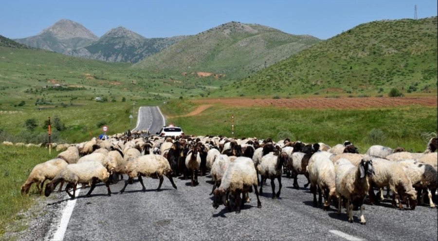 Göçerler yaylaların yolunu tutuyor