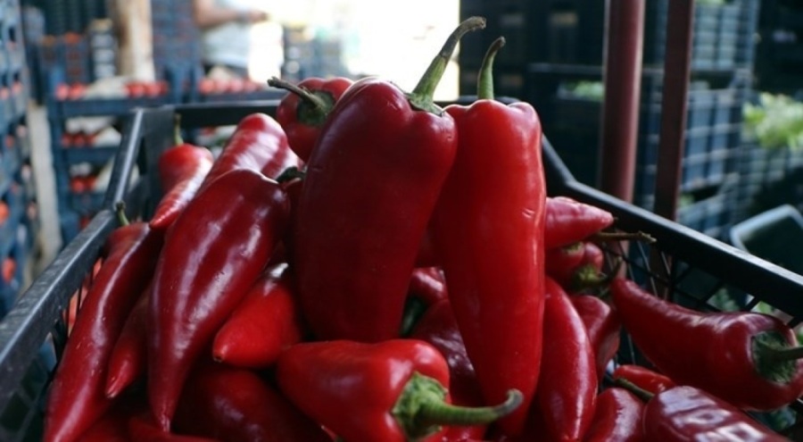 Tarlada kilosu 15, markette 80 lira!