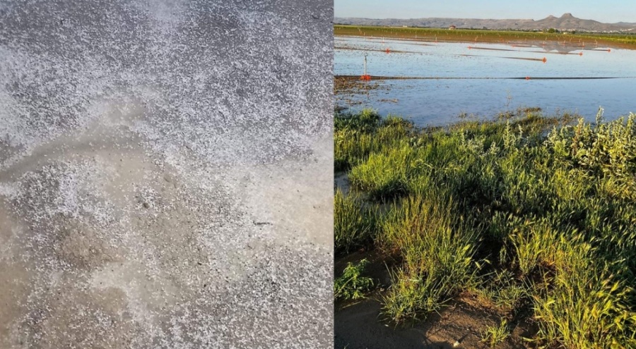 Kayseri'de dolu, tarım alanlarına zarar verdi