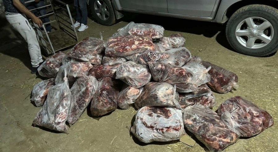 Bir ton yaban domuzu eti yakalandı!