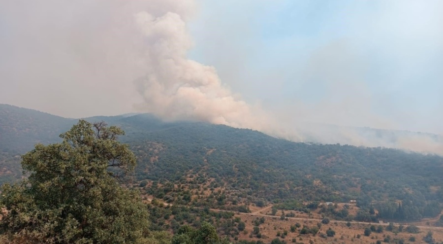 Manisa'da makilik alanda korkutan yangın!