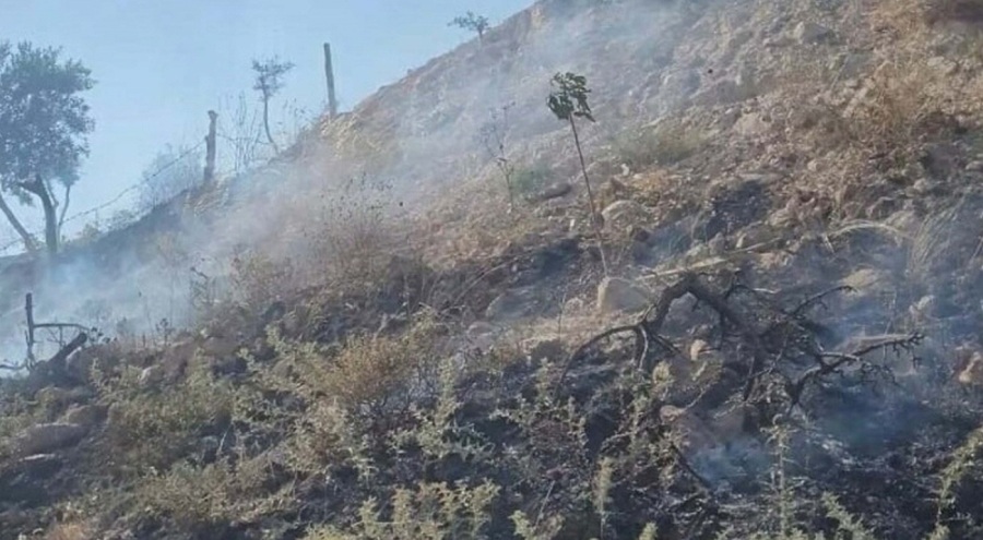 Kaynaktan çıkan kıvılcım zeytinliği yaktı