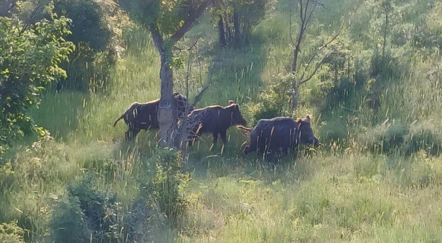 Osmancık'ta domuz sürüsü görüntülendi