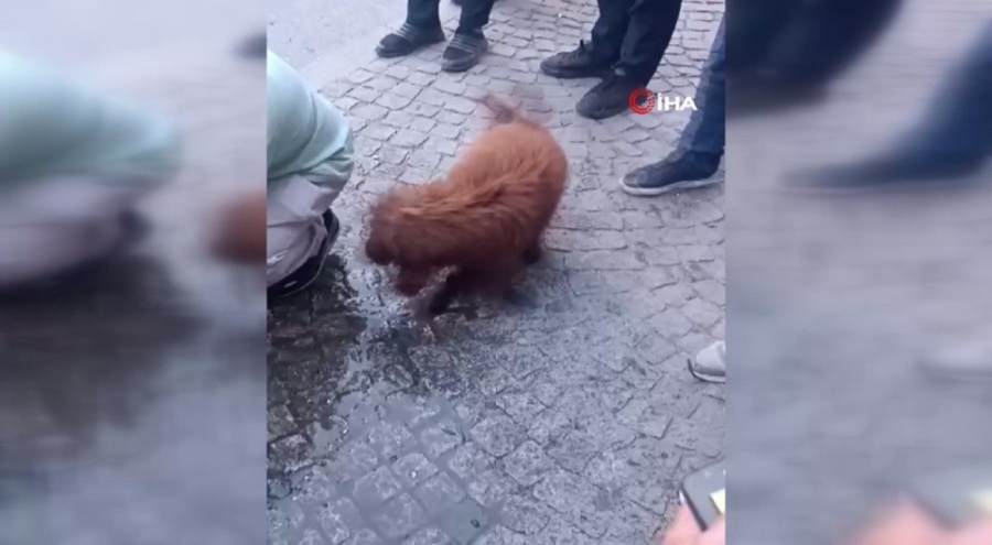 Çöken binanın enkazından 12 saat sonra bir köpek canlı olarak kurtarıldı