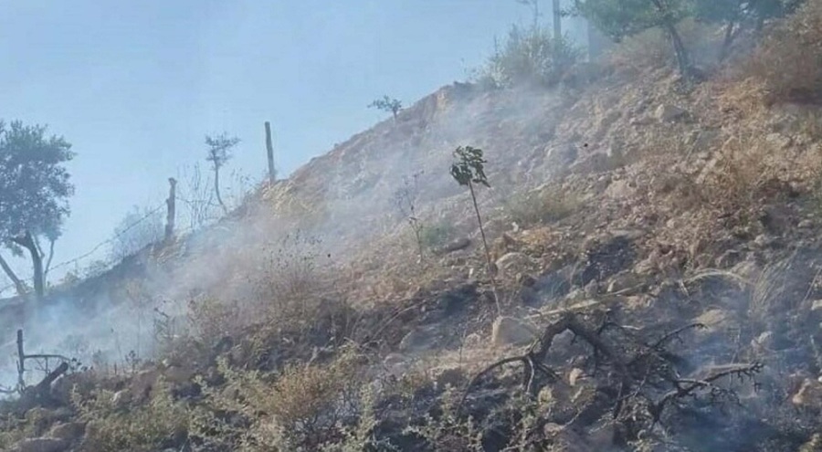 Zeytinliği yakan 2 şüpheli serbest bırakıldı