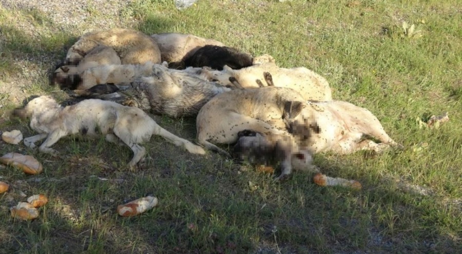 Vahşet! 20'den fazla köpek ölü olarak bulundu