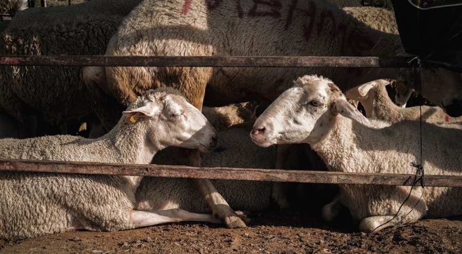 Kurbanlık alırken bu detaylara dikkat!
