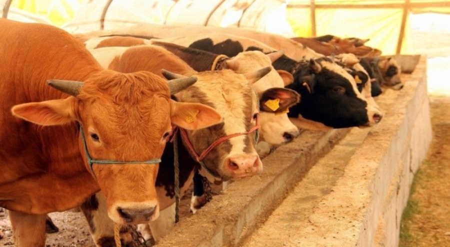 Kurbanlık fiyatları ikiye katlandı: Alıcı da, satıcı da şikayetçi