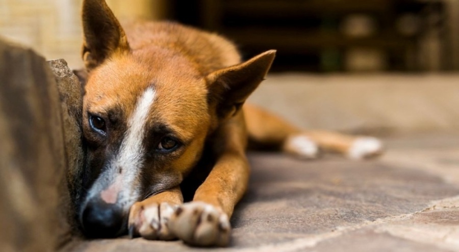 Tarım Bakanlığı'ndan başıboş köpek sorunu için yeni formül
