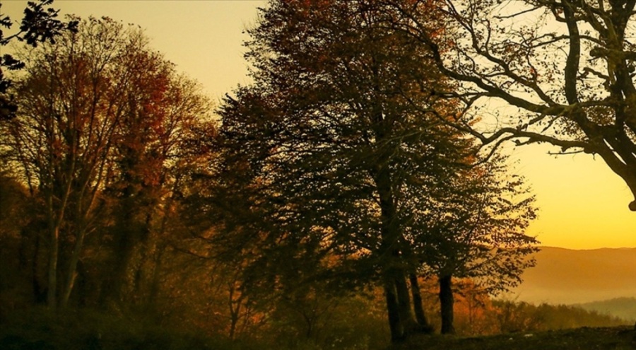 Kocaeli'de ormanlık alanlara girişler yasaklandı