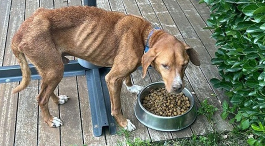 İşkenceye uğramış köpek sahiplendirildi