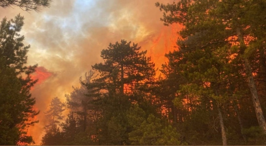 Bursa Valisi Demirtaş'tan orman yangını açıklaması