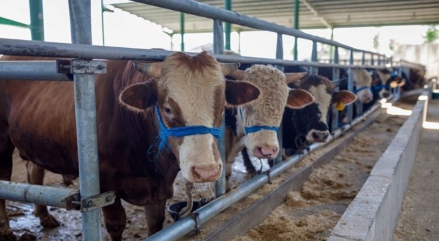 İBB bayram tedbirlerini duyurdu: Toplu ulaşım ücretsiz olacak