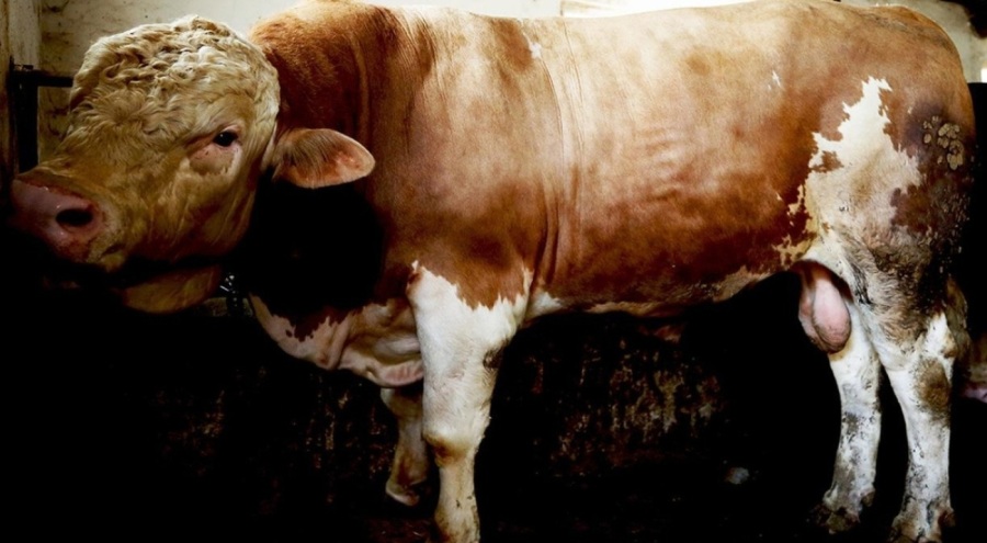 1 tonluk tosun 250 bin liraya satıldı