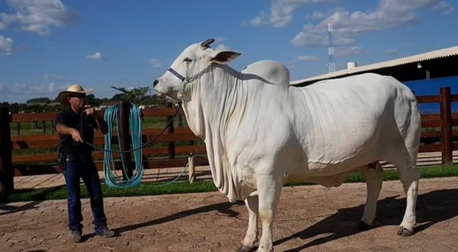 Dünyanın en pahalı ineği; tam 4 milyon dolara satıldı!