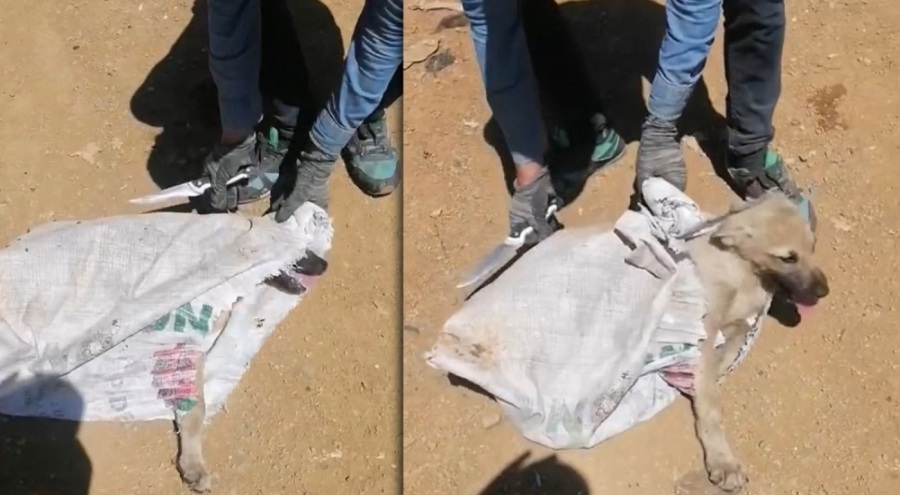 Bir köpeği çuvalla çöplüğe atarak ölüme terk ettiler