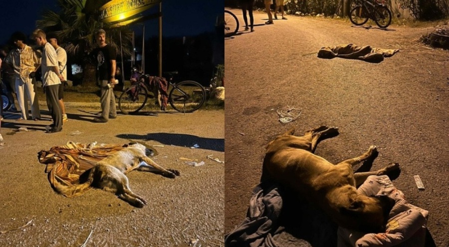 6 köpeği tarım ilacıyla zehirleyip öldüren şüpheliyi bulana 70 bin TL ödül