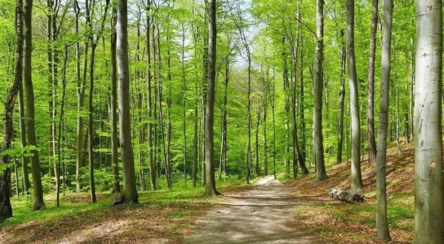 İstanbul'da ormanlık alanlara giriş kısıtlandı