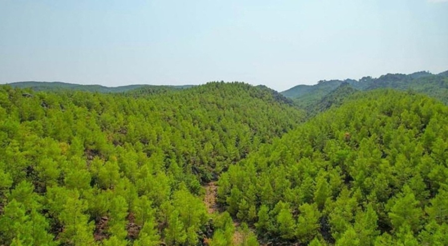 Valilik duyurdu: Ormanlarda piknik yapmak yasaklandı