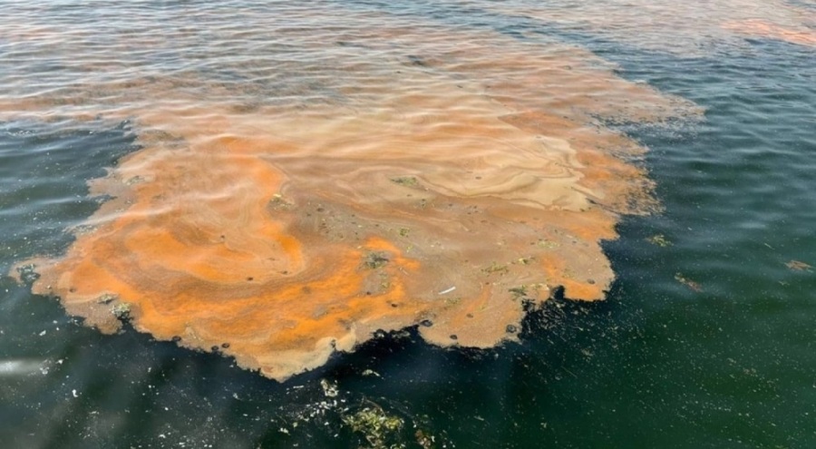 Marmara Denizi'nde korkutan görüntü: "Denize girmeyin!"