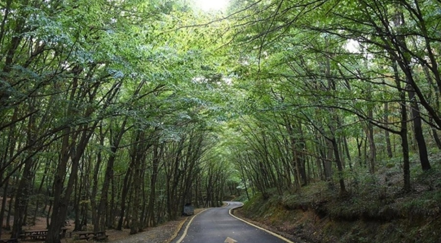 Antalya'da ormanlara girişler yasaklandı