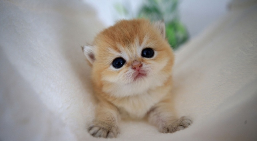 İngiltere'de evcil kedilere mikroçip zorunluluğu