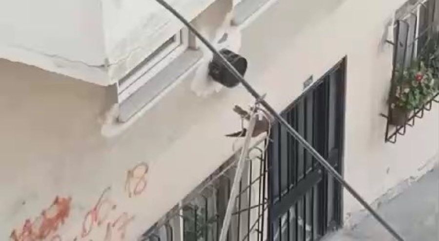 Elektrik kablosunda asılı olan kuşu itfaiye ekipleri kurtardı