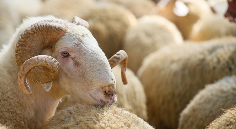 TİGEM'den 2 bin 300 küçükbaş hayvan satışı