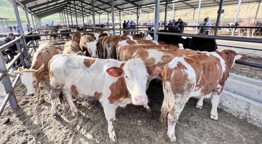 Kurban Bayramı'nda dolandırıcılığa IBAN'lı yöntem