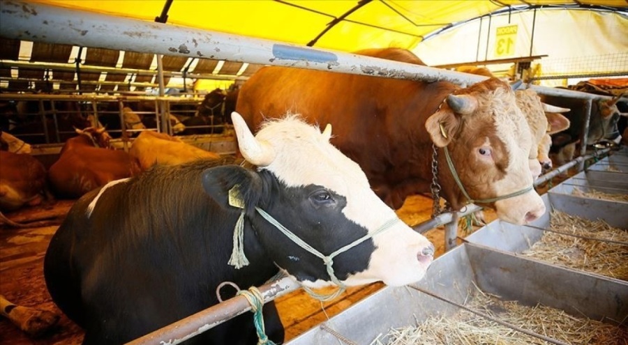 Kurbanlık alırken dikkat!