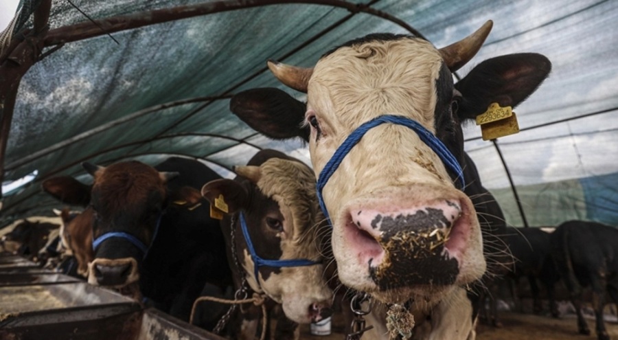 Kurban kesecekler dikkat! Cezası 4 bin 810 TL